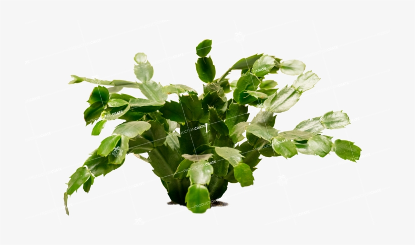 Graphicscrate Plant • Png - Houseplant, transparent png download