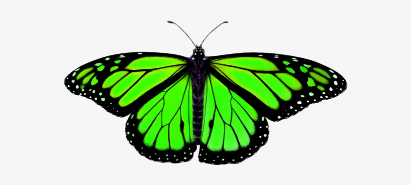 Butterfly Png Transparent Image - Animal Symmetry In Nature, transparent png download
