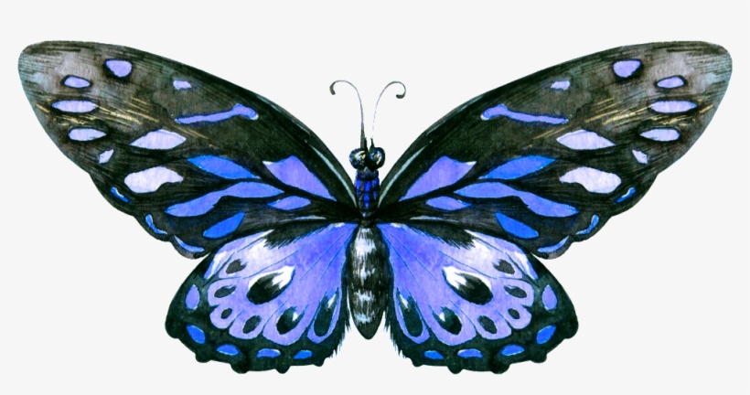 Hand Painted A Blue Butterfly Png Transparent - Portable Network Graphics, transparent png download