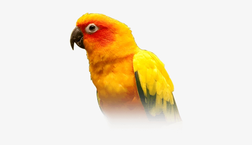 Sun Conure - Parrot Bird, transparent png download