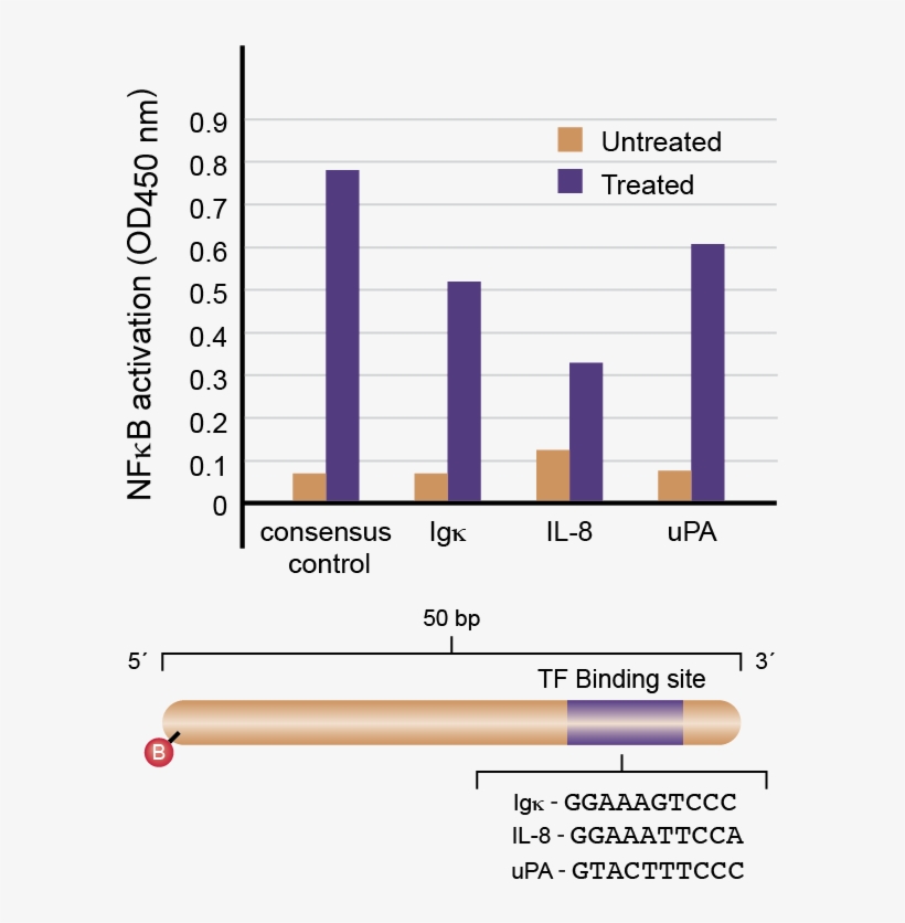 Measuring Nfκb P65 At Different Binding Sites - Data, transparent png download