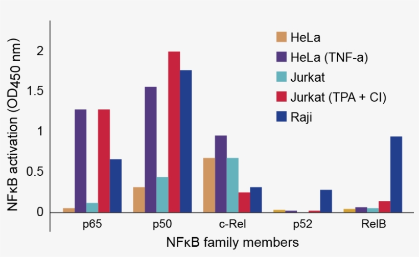 Nfkb Family Profiling Of Dna Binding Activation In - Nf-κb, transparent png download