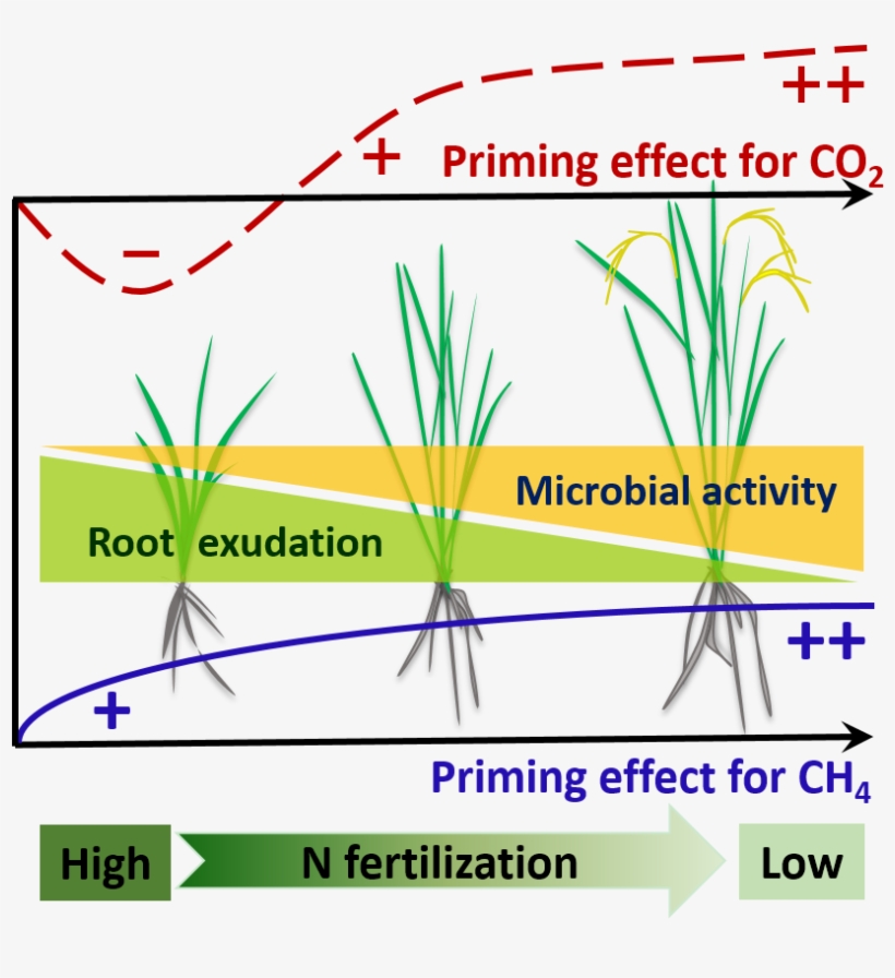 Co2 And Ch4 Emission From Paddy Field Play A Crucial - Cycling Listening To Daft Punk, transparent png download