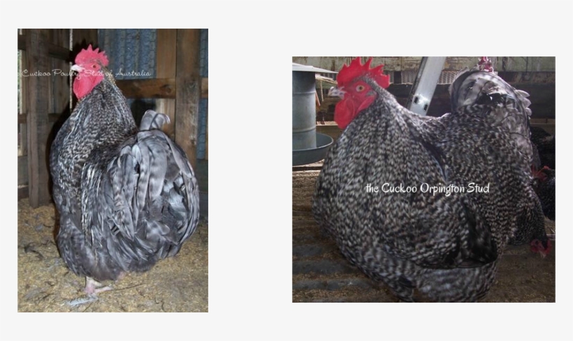 Cuckoo, Black, Chocolate, Splash Orpingtons And The - Chocolate, transparent png download