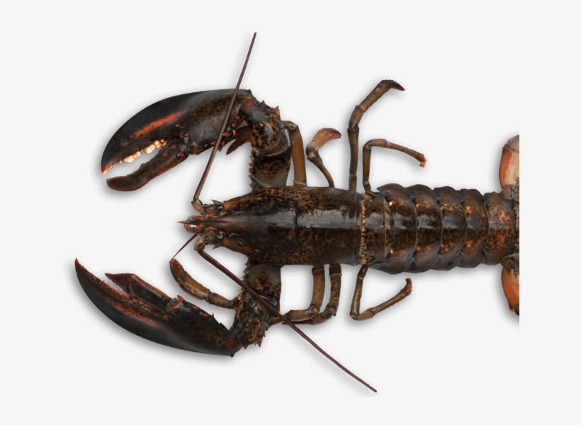 Our Partners Also Follow Regulations Concerning Trap - American Lobster, transparent png download
