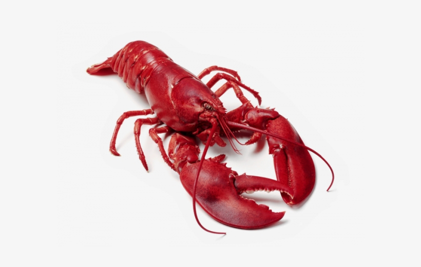 Cafepress Lobster Tile Coaster, transparent png download