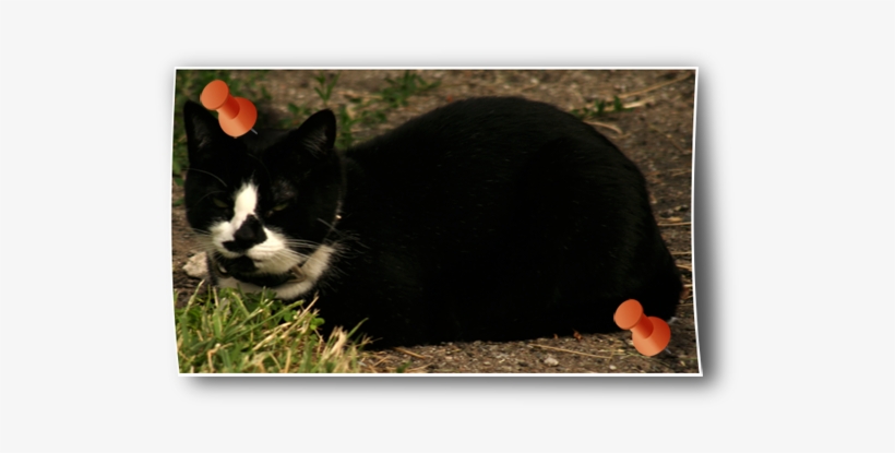 Black & White Cat - Domestic Short-haired Cat, transparent png download