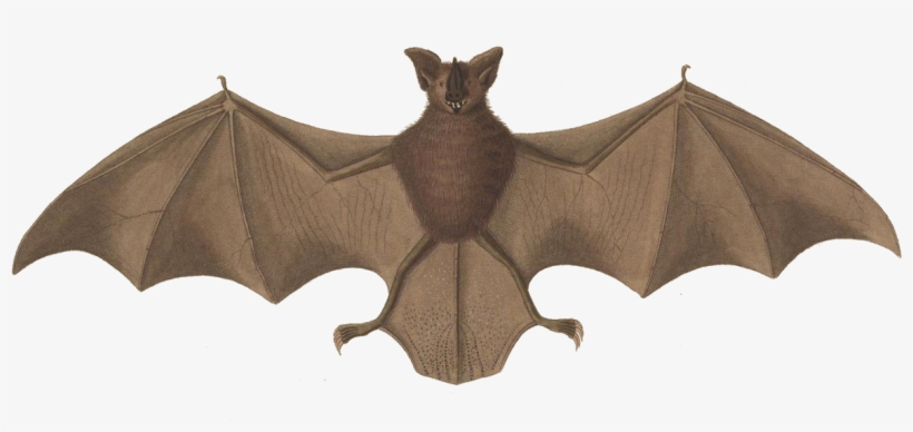 Long-legged Bat, transparent png download