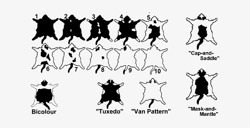 The "grading" Of The Degree Of White Is As Follows - White Spotting Gene Cat, transparent png download