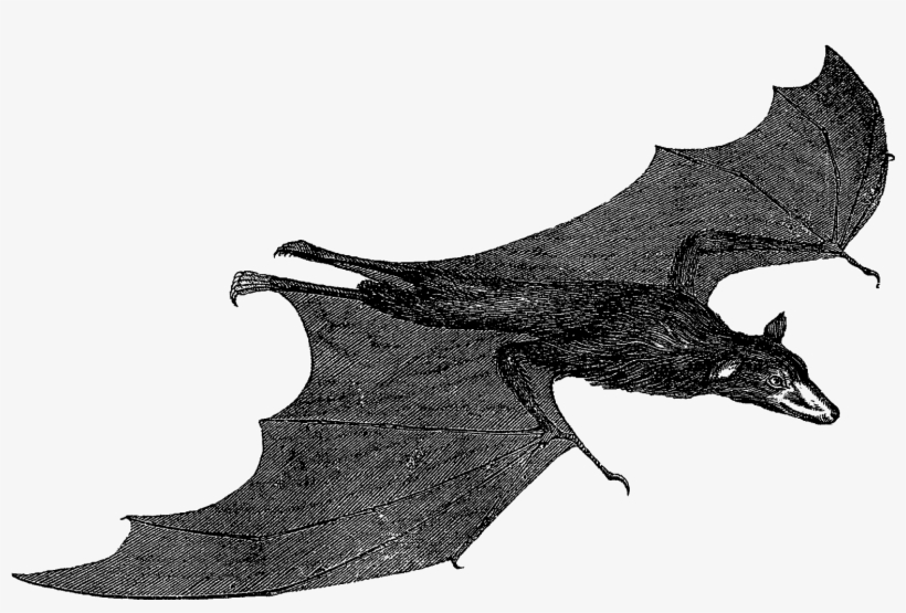 Scary Halloween Bat Images - Digital Stamp, transparent png download