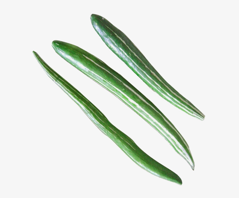 More Views - Snake Gourd Png, transparent png download