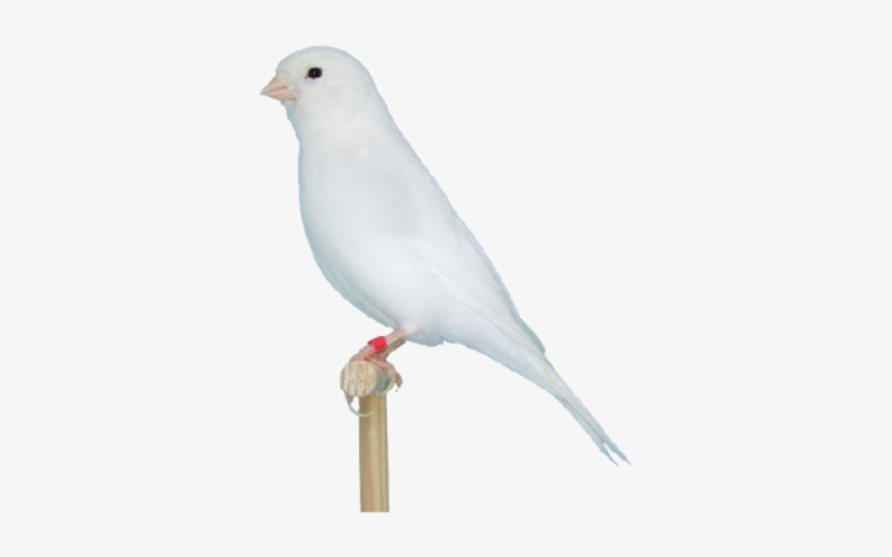 Pigeons And Doves, transparent png download