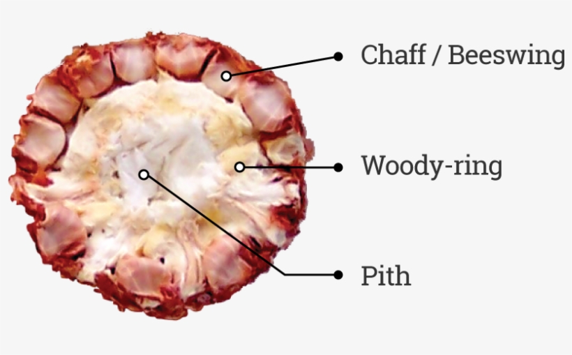Corncob Particles Are Valuable Primarily Because They - Parts Of Maize Cob, transparent png download