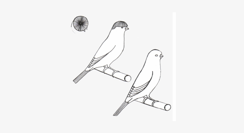 All Stafford Canaries Are To Be Exhibited In A Clean - Parrot, transparent png download