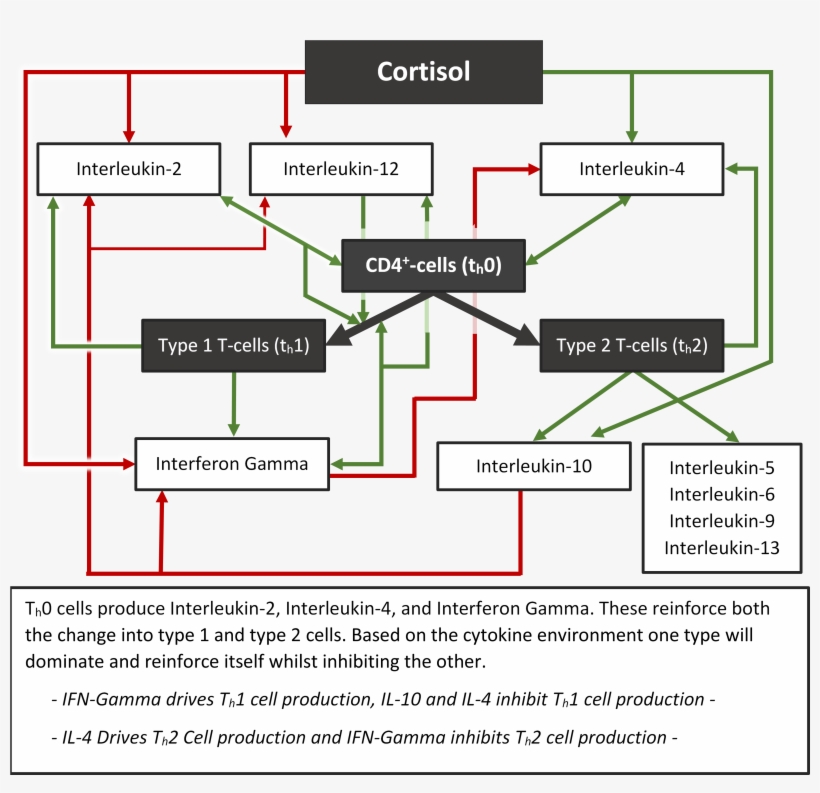 This Is What Negativity Does To Your Immune System, - Diagram, transparent png download