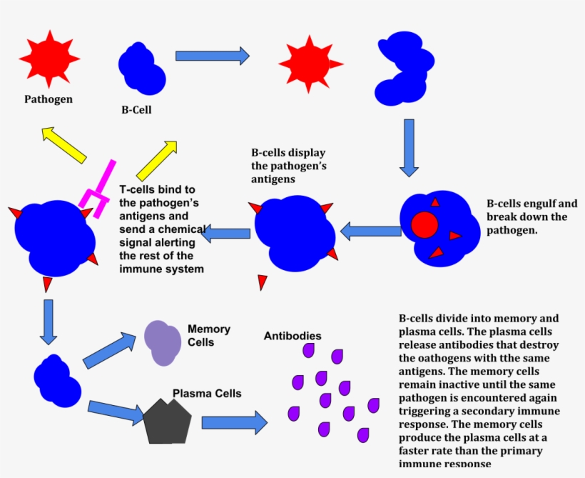 Immune Response, transparent png download
