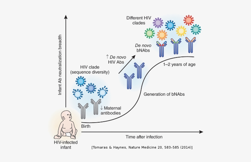 Our Adaptive Immune Systems Continually Update Themselves - Immune System Phylogeny, transparent png download