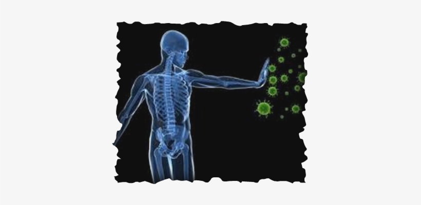 This Website Is Focused On Educating You, Oh Mighty - Host Defense Peptides And Their Potential As Therapeutic, transparent png download