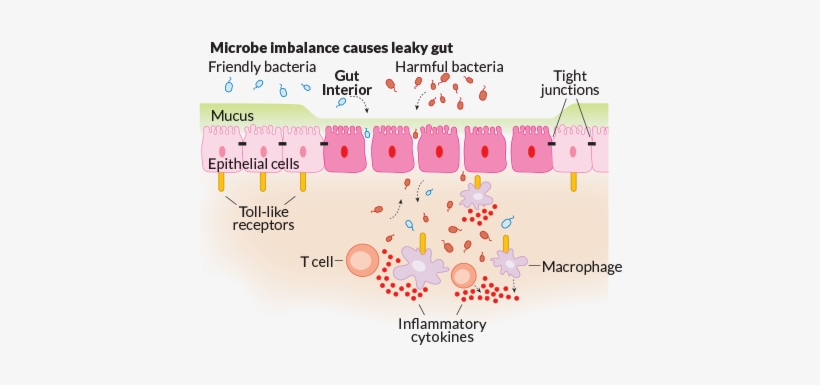 Break On Through - Gut Epithelium Diagram, transparent png download