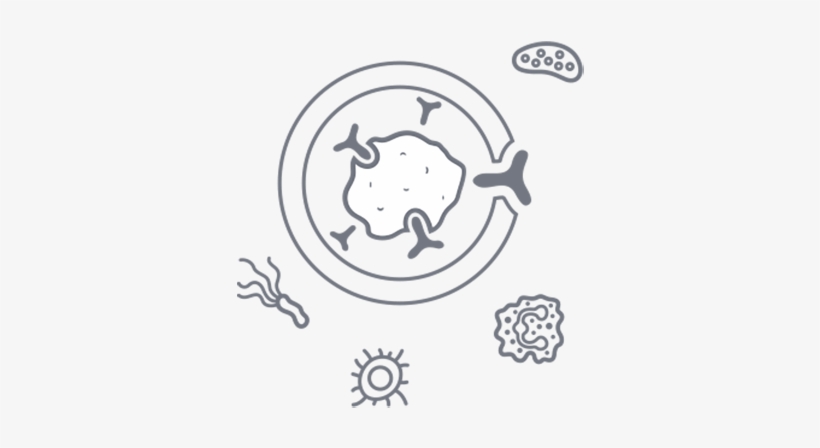 To Resist Or Eliminate Potentially Harmful Foreign - Immune System, transparent png download