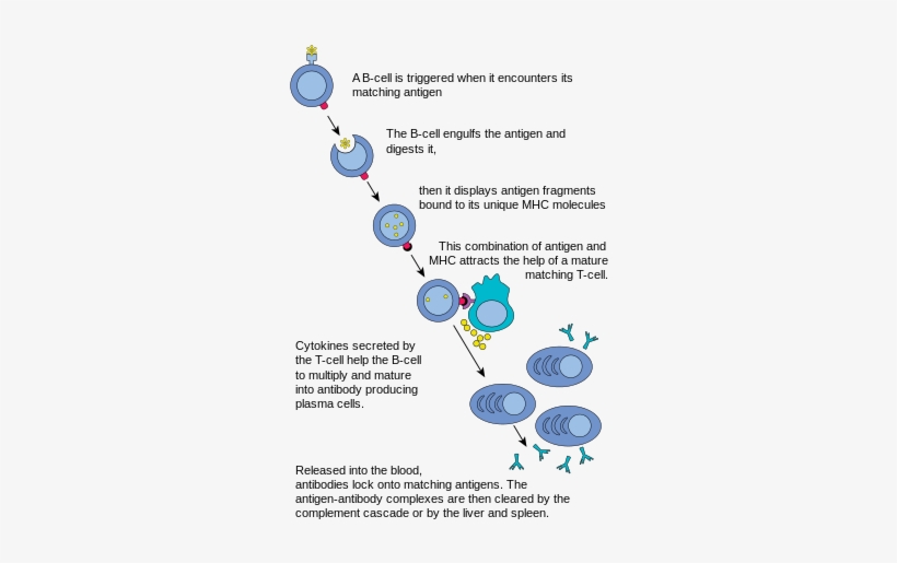 Complement System[edit] - Production Of Plasma Cells, transparent png download