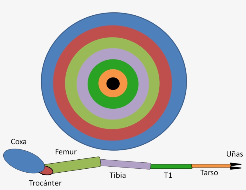 Ejemplo Del Disco Imaginal De Una Pata De Mosca - Imaginal Disc, transparent png download