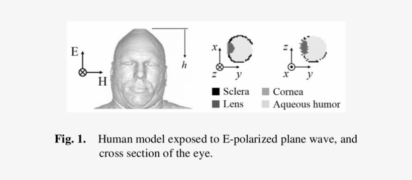 Illustrates The Brooks Anatomically Realistic Human - Monochrome, transparent png download