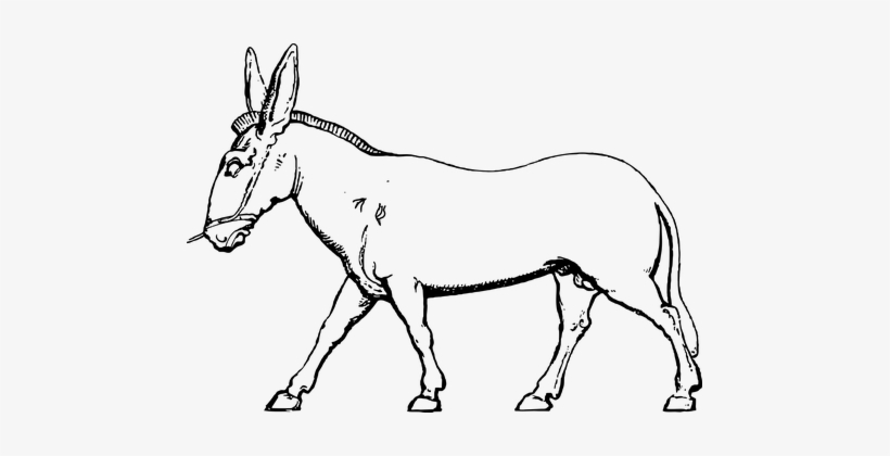 Donkey, Mule, Pack Animal, Farm, Animal - Mule, transparent png download