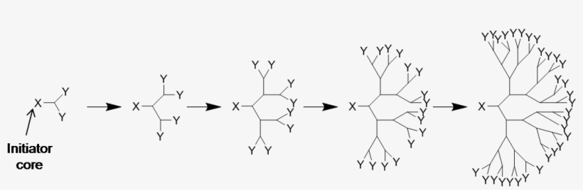538 Divergent Synthesis - Divergent Method Of Dendrimer Synthesis, transparent png download