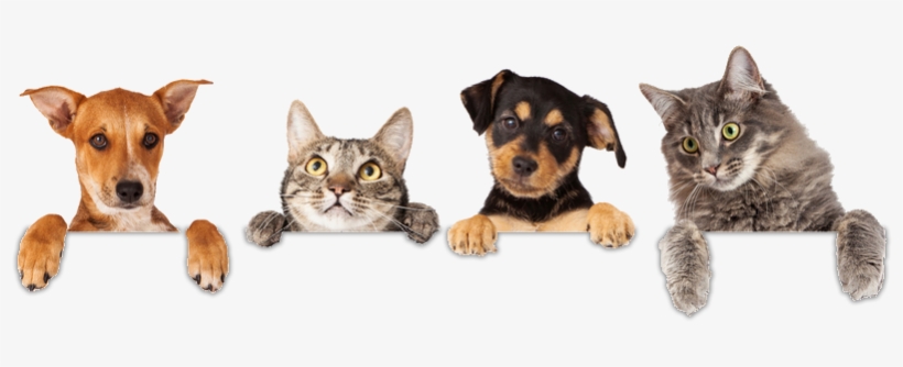 About Our Practice - Cat And Dog Png, transparent png download