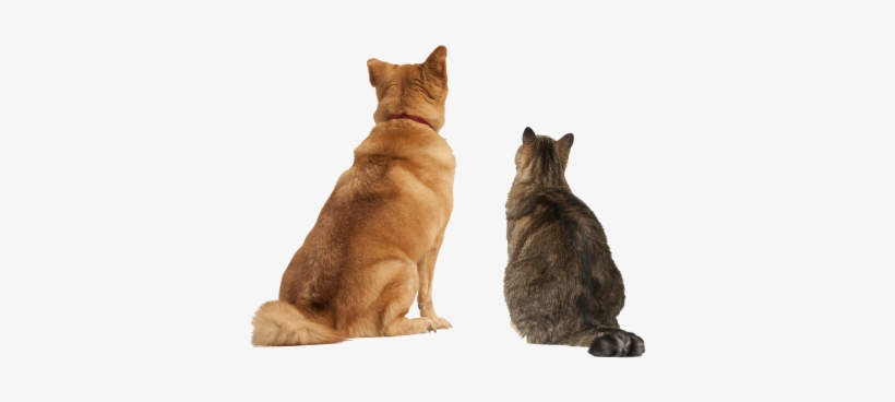 Chapel Hill, Lucan, Co - Cat And Dog Looking Up, transparent png download