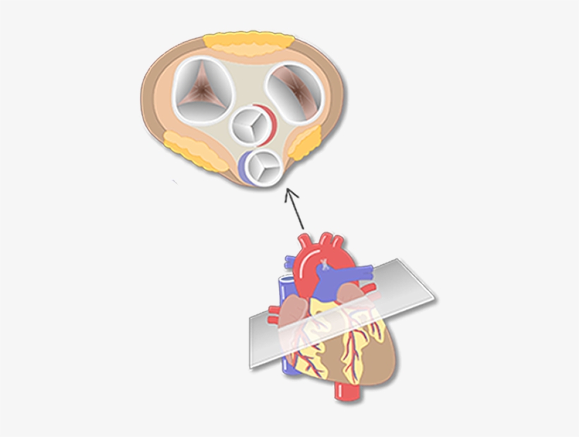 Anatomy And Function - Heart Valve, transparent png download