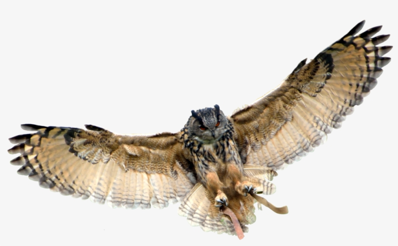 Owl Transparent Background1 - Transparent Background Owl Transparent, transparent png download