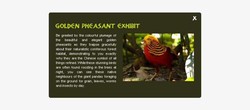 Meet The Friendly Inhabitants Of The Giant Panda Forest - Turkey, transparent png download