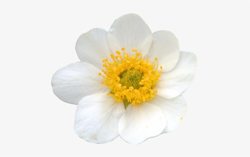 Yellow Transparent Flower Crown Download - Evergreen Rose, transparent png download