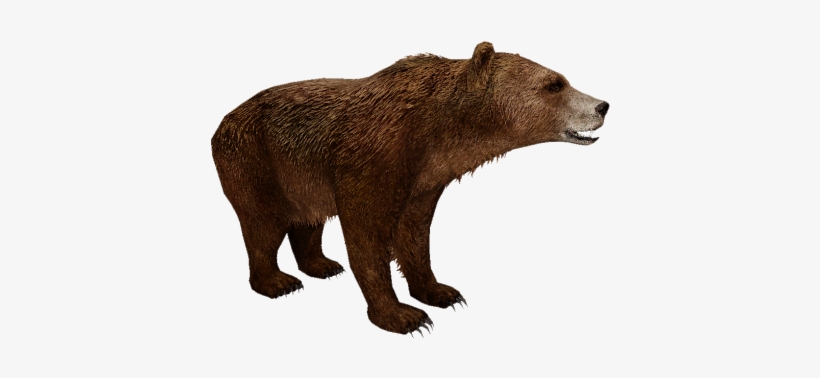 Atlas Bear - Brown Bear In Africa, transparent png download