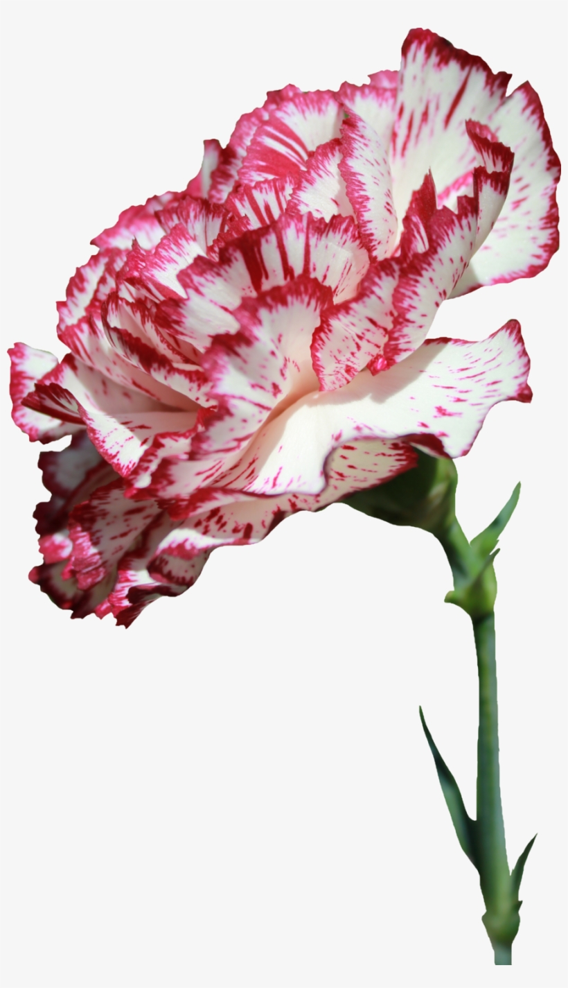 Carnations, Dark, Flowers, Garden, Bliss, Decoupage, - Carnations Flower Transparent, transparent png download