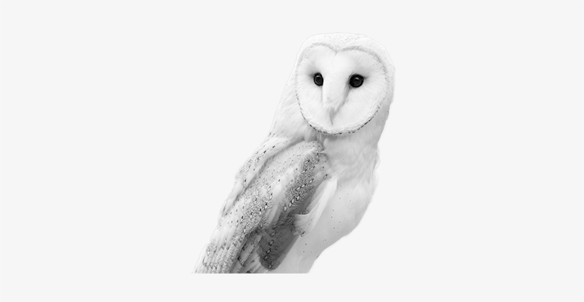 Barn Owl Png - Barn Owl Black And White, transparent png download