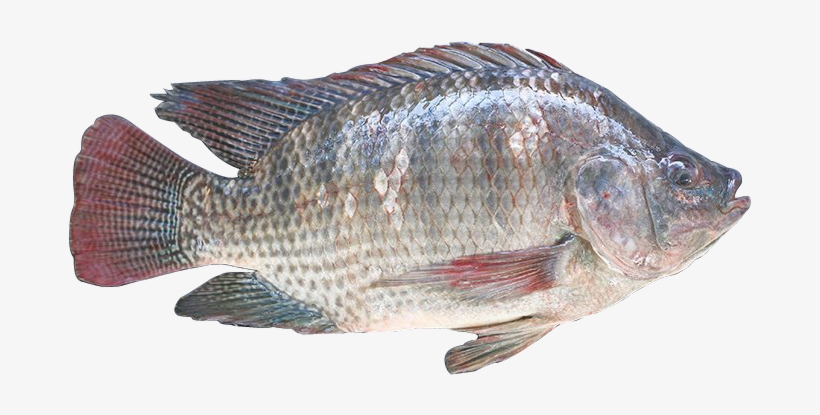 Red Tilapia - Imagem De Tilapias Png, transparent png download
