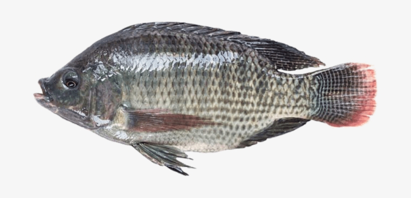 Does Tilapia Look Like, transparent png download