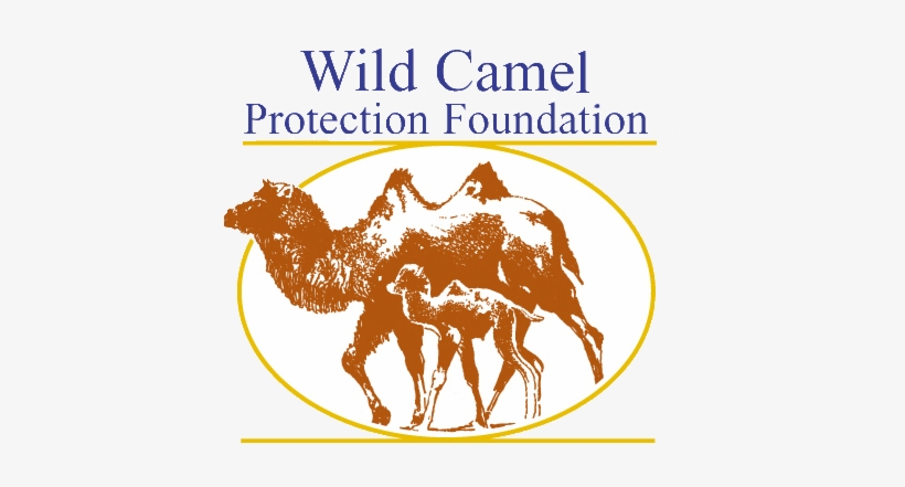 Wild Camel Transparent - Wild Camel Protection Foundation, transparent png download