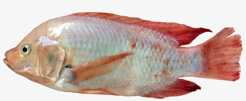 1 - - Tilapia, transparent png download