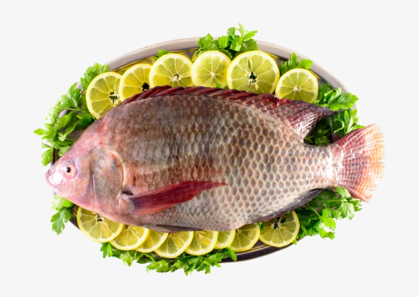 Fish, transparent png download