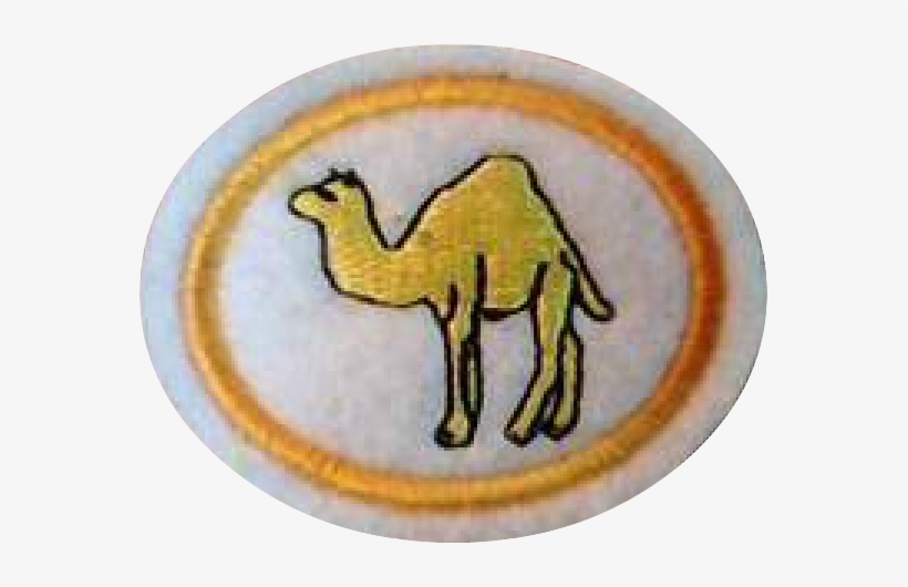 Camels Honor - Arabian Camel, transparent png download