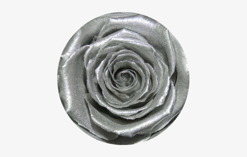 Dark Portions Of The Checker/bullseye Image Is Where - Rose, transparent png download