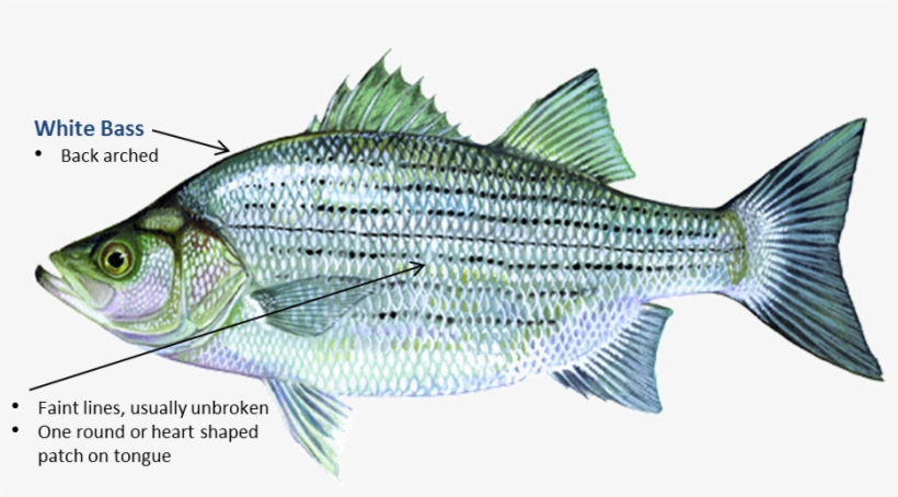 White Bass Oklahoma, transparent png download