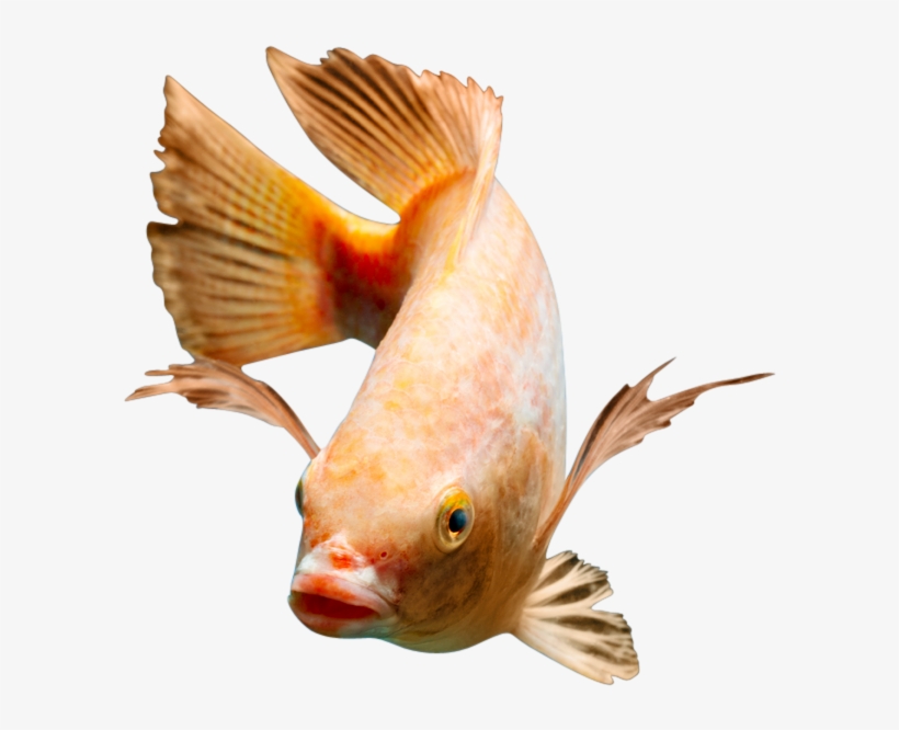 Red Nile Tilapia Fingerlings - Nile Tilapia, transparent png download