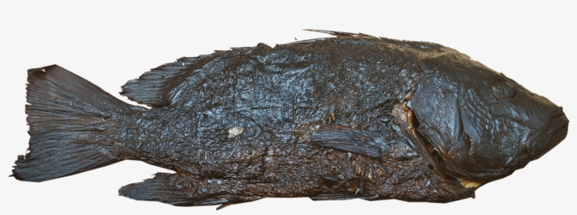 Tilapia Fish - Gulf Flounder, transparent png download