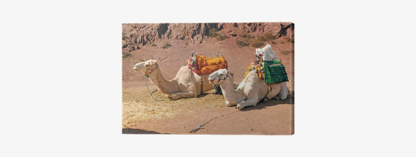 Child, transparent png download