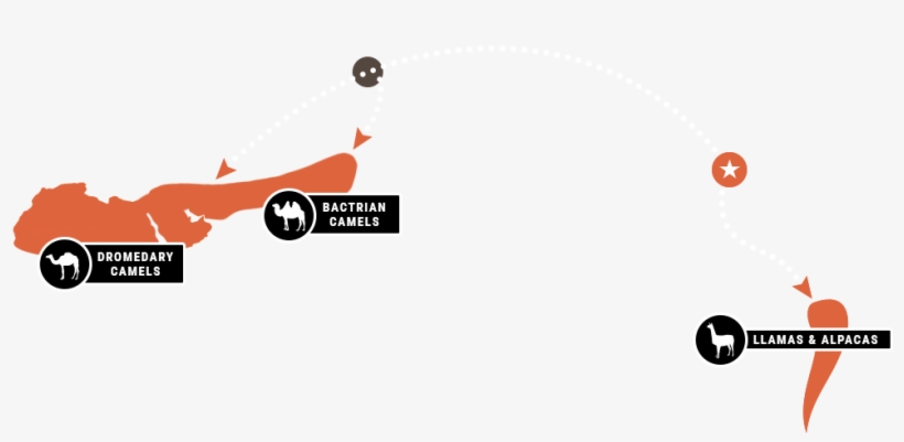 Today Camels Are Extinct Except For Parts Of Asia, - Graphic Design, transparent png download